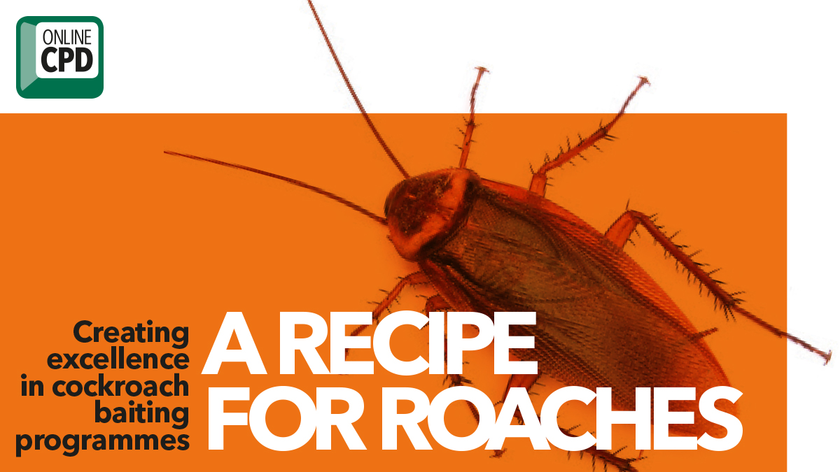 Creating excellent cockroach baiting programmes Creating excellent cockroach baiting programmes